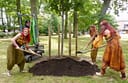 Vineta-Baum im Kulturhauspark Zinnowitz gepflanzt 1